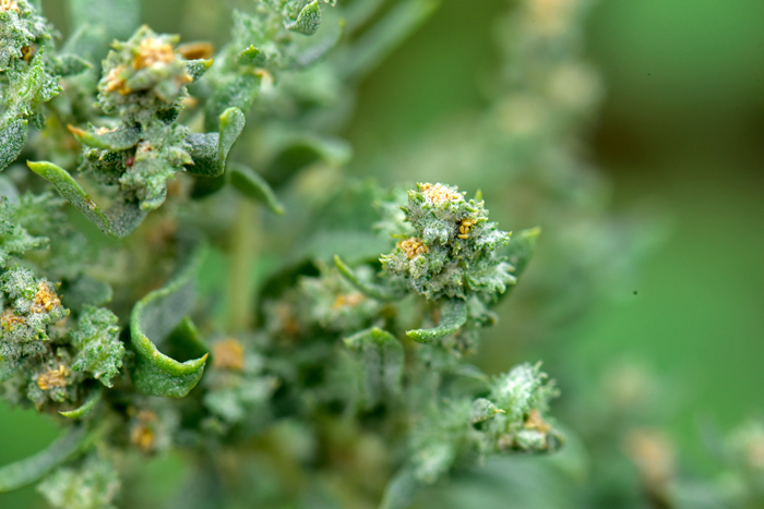 Wheelscale Saltbush flower, depending on variety, from April to May or March to July. Atriplex elegans